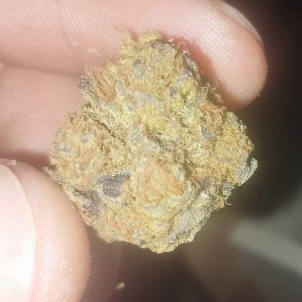 מוטור ברת' (Motorbreath)