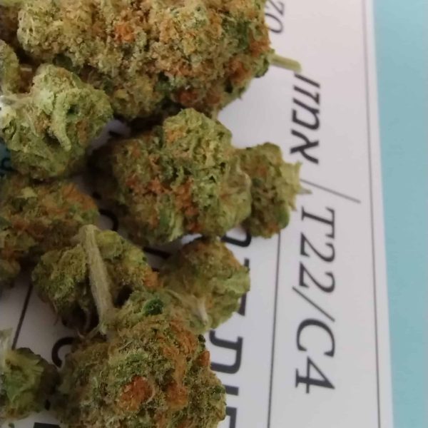 גרייפ אייפ (Grape Ape)