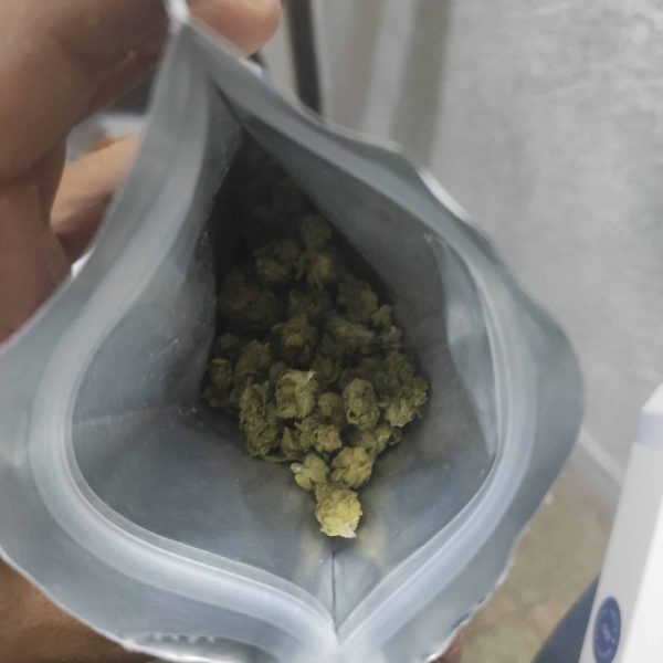 ג'ק הרר (Jack Herer)