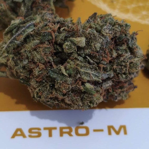 אמנזיה הייז (Amnesia Haze)