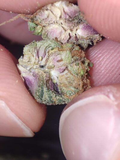 שרב ברת' (Sherb Breath)