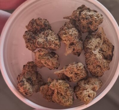 ראנטז סקאוט קוקיז (Runtz Scout Cookies)