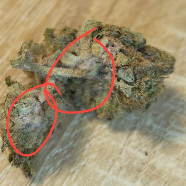 גרליק טראפל (Garlic Truffle)