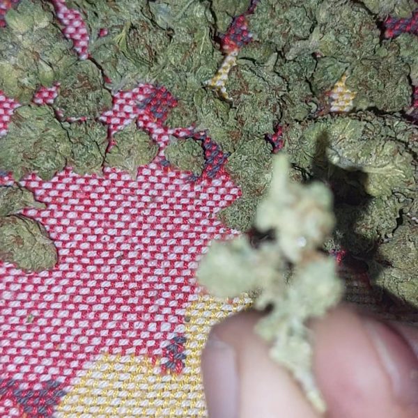 גירל סקאוט קוקיז (Girl Scout Cookies aka GSC)