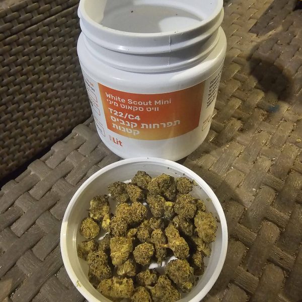 ווייט פייר קוקיז (White Fire Cookies)