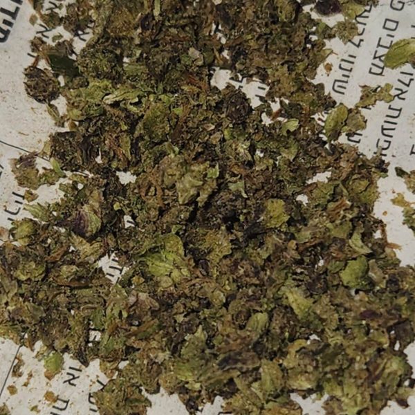 מוקום טוליפ (Mokum's Tulip)