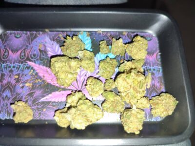 בלוברי סקאנק (Blueberry Skunk)