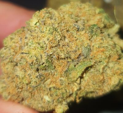 מאק דלוקס (MAC Deluxe)