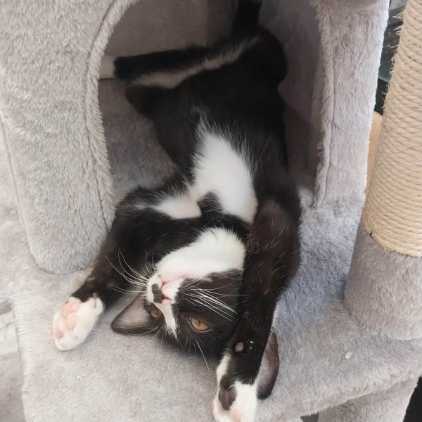 באצ'יו ג'לטו (Bacio Gelato)