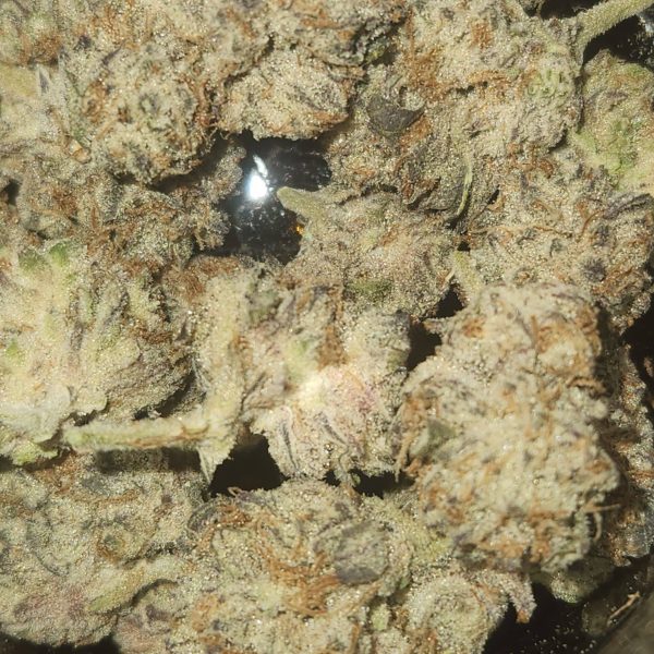 דוויל דרייבר (Devil Driver)