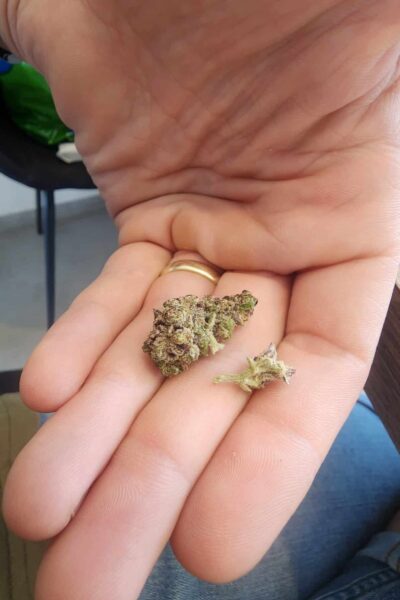 סקאלקאפ (Skullcap)