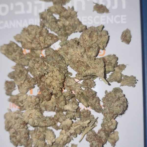 סקאנק 47 (Skunk 47)