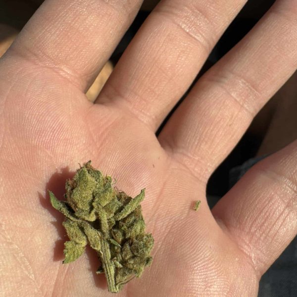 קאליפה קוש (Khalifa Kush)