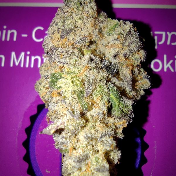 קאפ ג'אנקי (Cap Junky)