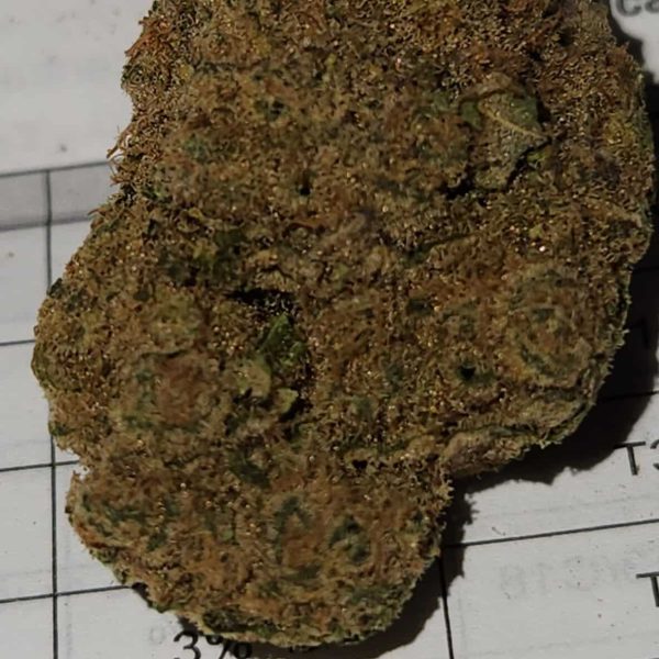 דרים קאטצ'ר (Dream Catcher)